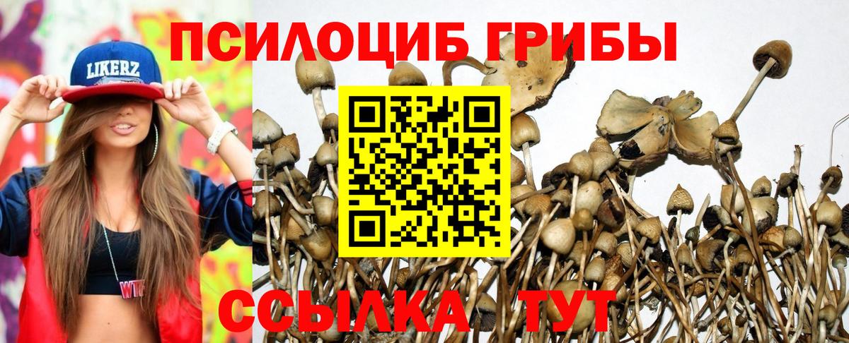 Губкинский  Галлюциногенные грибы Cubensis  Вход с VPN  Галлюциногенные грибы Psilocybe 